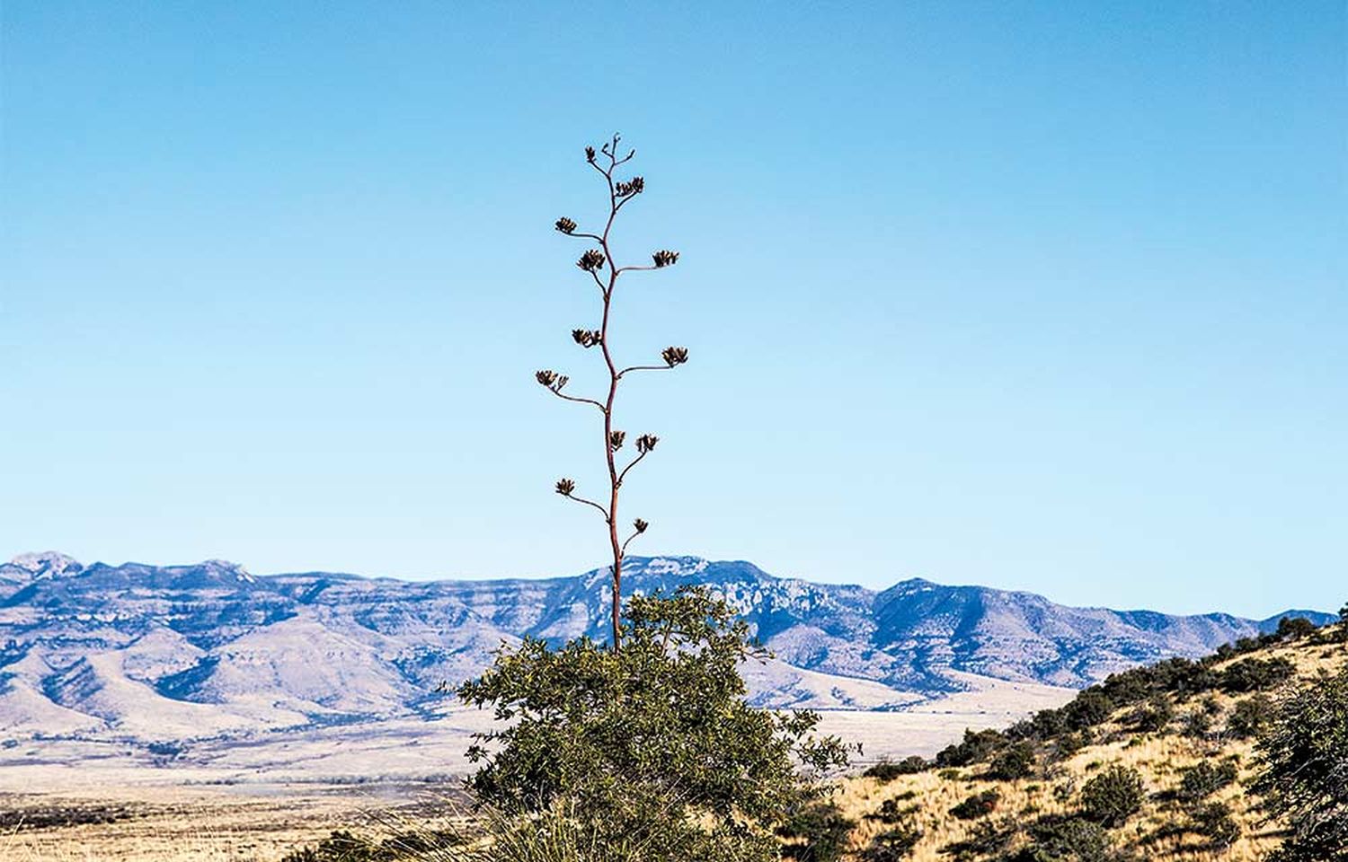 The Borderland: A Quail Hunting Adventure in the Southwest - Go Gear Direct