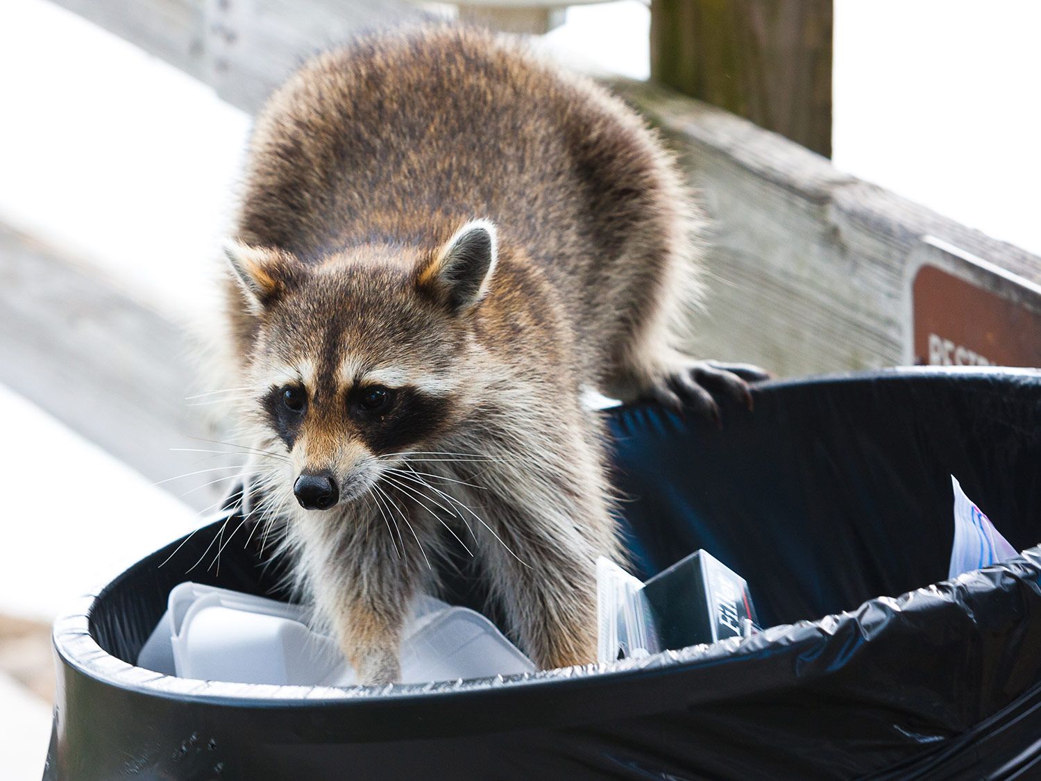 how-to-keep-raccoons-and-possums-away-from-your-house-go-gear-direct