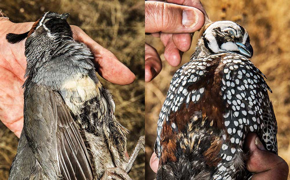 Left: A Gambel’s quail in hand.; Right: The gorgeous patterns on a Mearns quail make the bird a sought-after trophy for wingshooters. Tom Fowlks