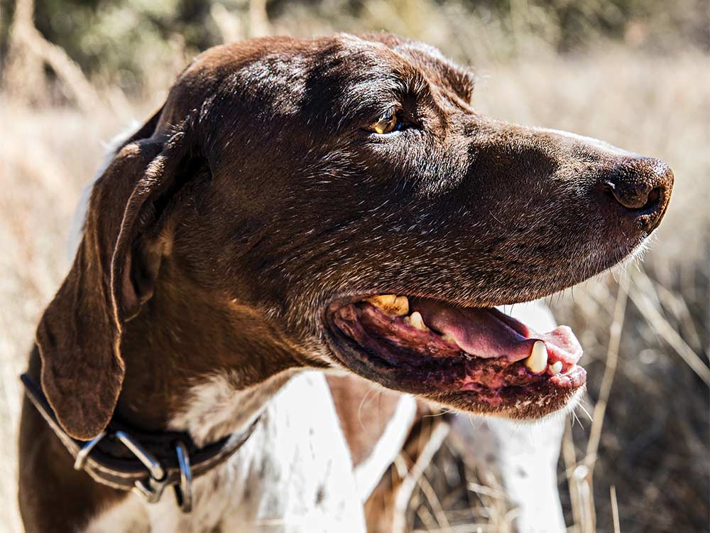 A German shorthaired pointer, takes a breather. Tom Fowlks