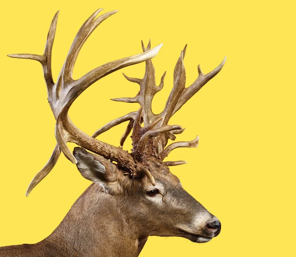 A profile of the world-record trophy whitetail.