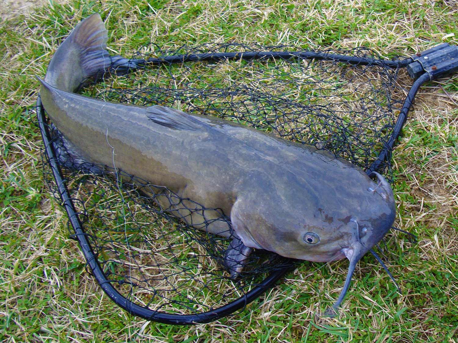 Some catfish can grow extremely big.