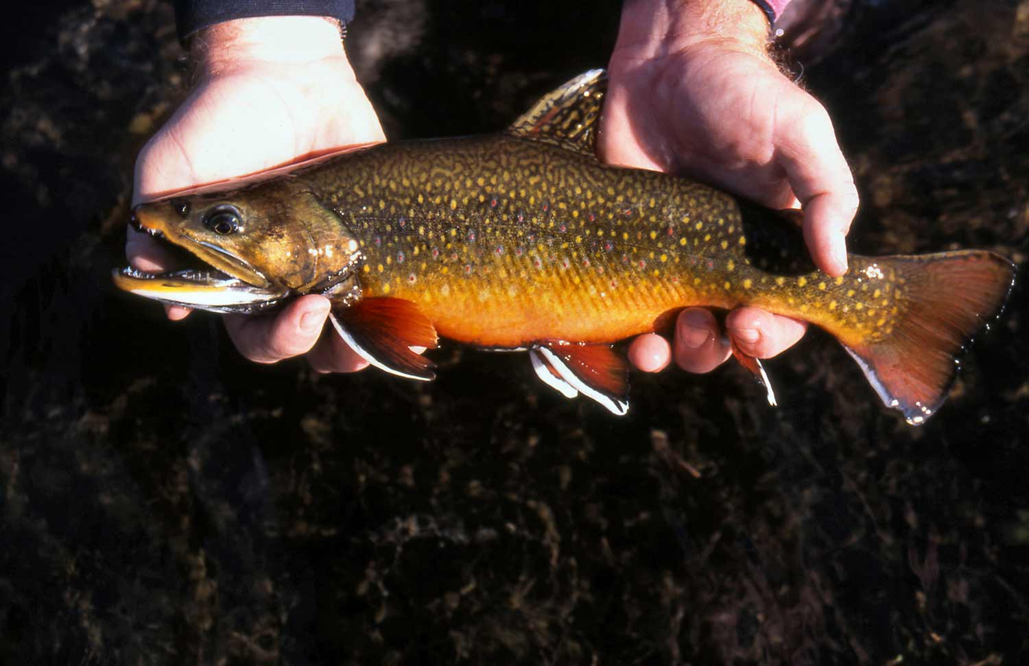 In the eastern United States, book trout are usually found in small mountain streams.
