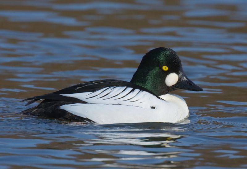 Goldeneye