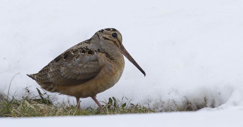 Woodcock