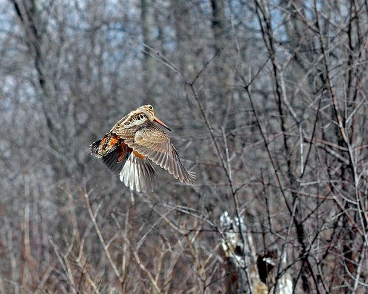 Woodcock