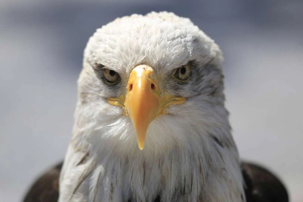 Eagle-Eyed