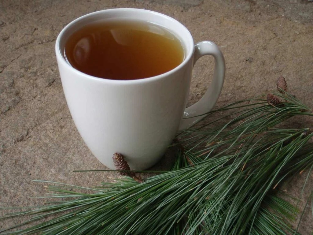 You’ll never get scurvy with an occasional cup of this piney brew. Tea made from edible evergreen needles is loaded with Vitamin C.