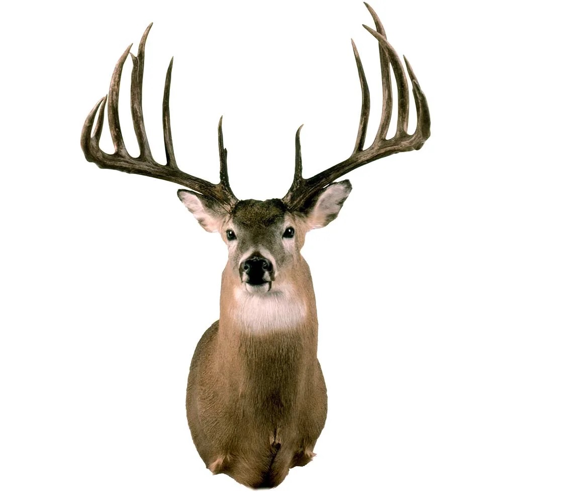 Typical Whitetail Deer