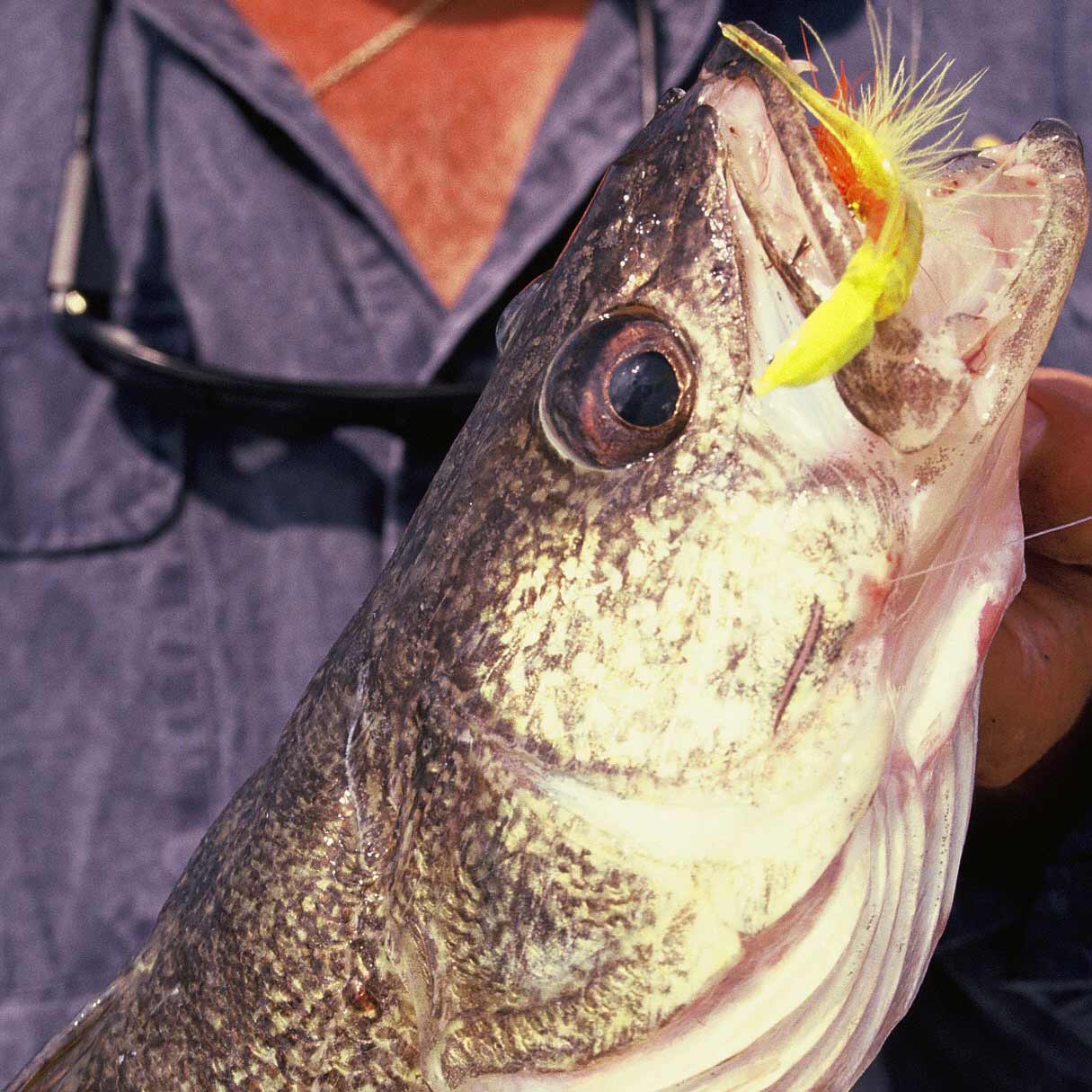 A largemouth bass caught on a spinnerbait.