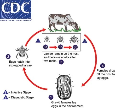The different stages of a tick.
